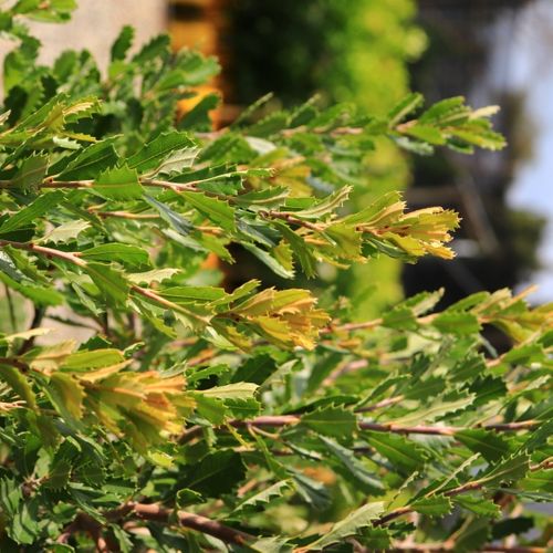 Banksia praemorsa 'Red Dawn'