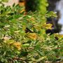 Banksia praemorsa 'Red Dawn'