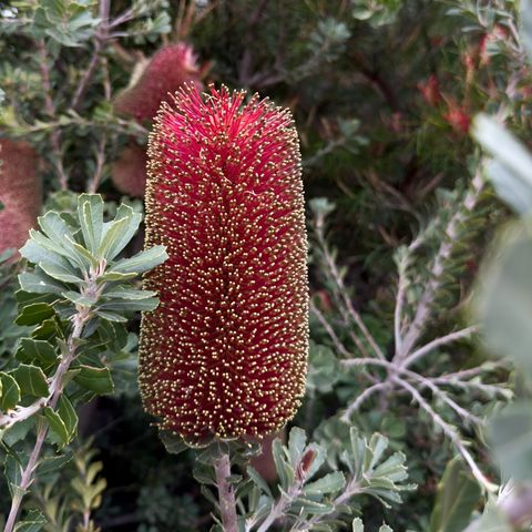 Banksia praemorsa 'Red Dawn'