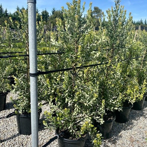 Banksia praemorsa 'Red Dawn'