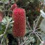 Banksia praemorsa 'Red Dawn'