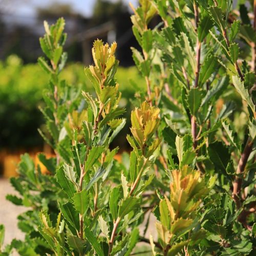 Banksia praemorsa 'Red Dawn'
