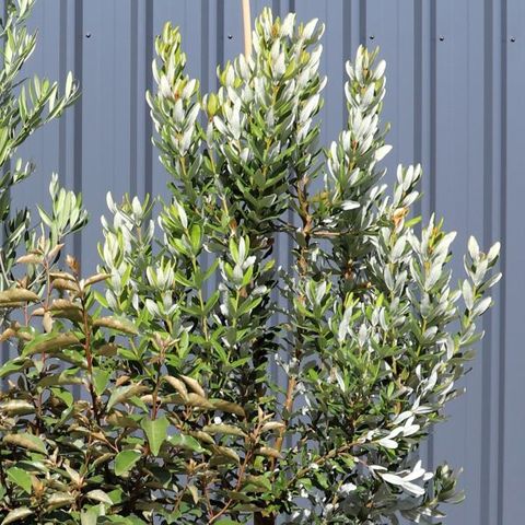 Banksia verticillata