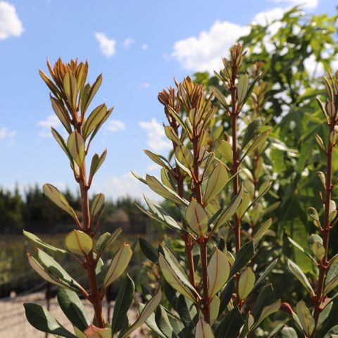 Banksia verticillata