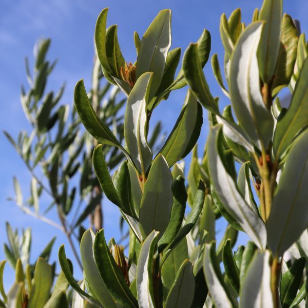 Banksia verticillata