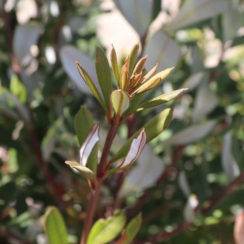 Banksia verticillata
