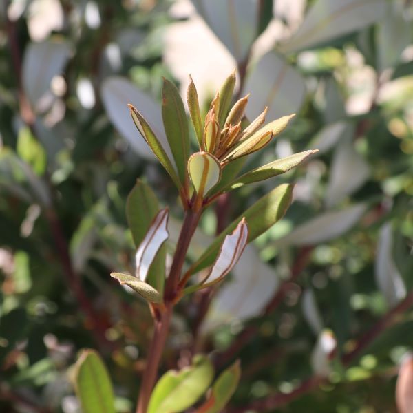 Banksia verticillata Warners Nurseries