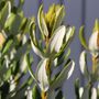 Banksia verticillata