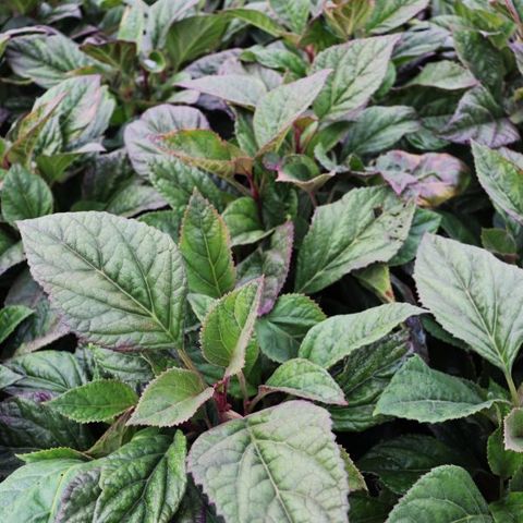 Bartlettina sordida Atrorubens