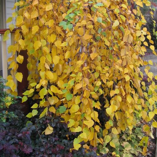 Betula nigra 'Summer Cascade'