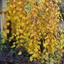 Betula nigra 'Summer Cascade'