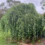 Betula nigra 'Summer Cascade'