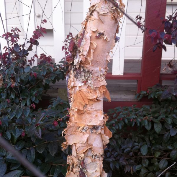 Betula nigra 'Summer Cascade'