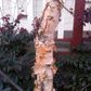 Betula nigra 'Summer Cascade' pbr