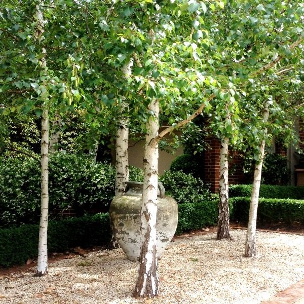 Betula pendula 'Moss White'