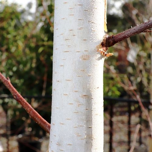 Betula pendula 'Moss White'