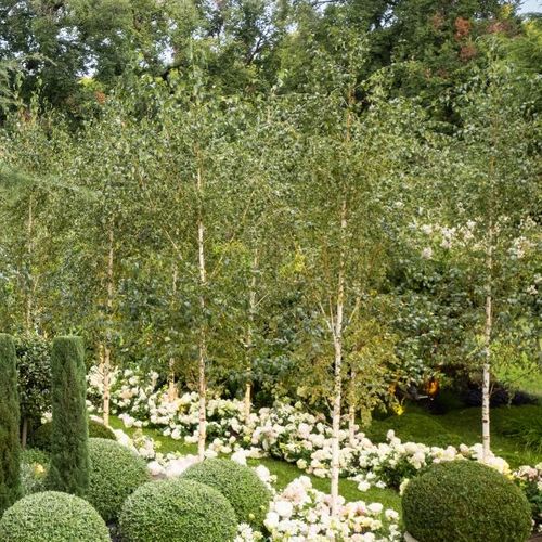 Betula pendula 'Moss White'