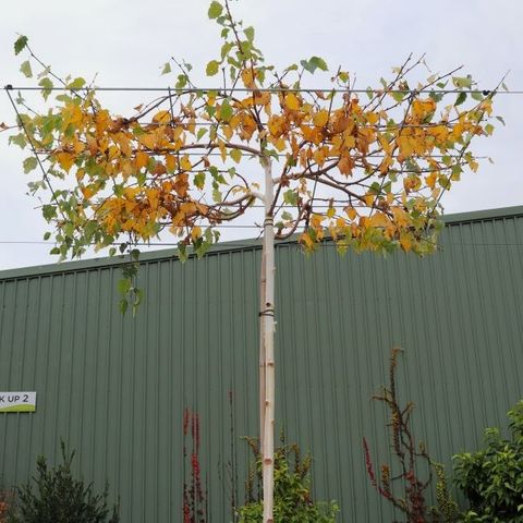 Betula pendula Moss 'White Living' Pergola