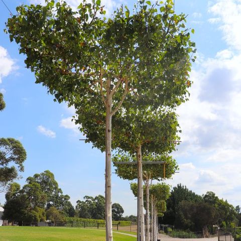 Betula pendula 'Moss White' Living Pergola