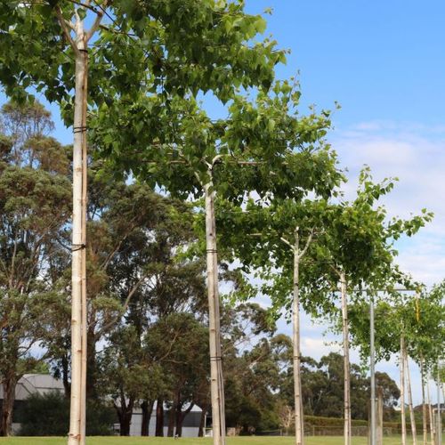 Betula pendula 'Moss White' Living Pergola