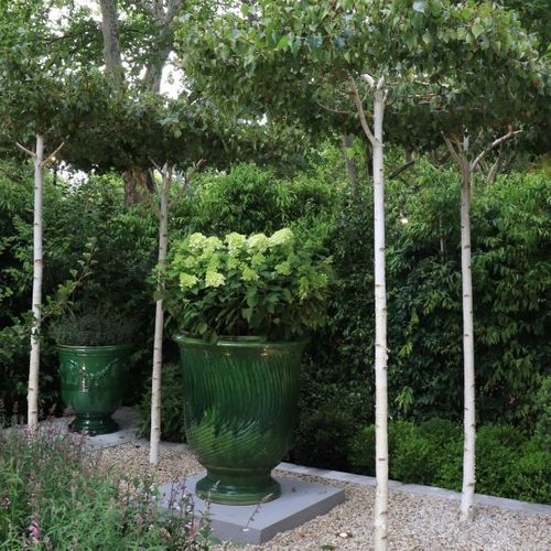 Betula pendula 'Moss White' Living Pergola