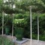 Betula pendula 'Moss White' Living Pergola