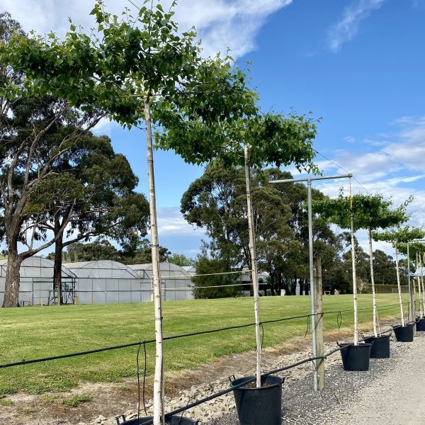 Betula pendula 'Moss White' Living Pergola