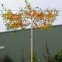 Betula pendula 'Moss White' Living Pergola