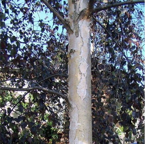 Betula pendula 'Black Prince'