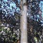 Betula pendula 'Black Prince'