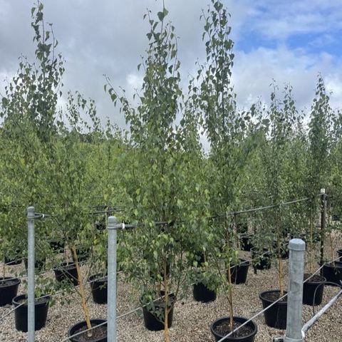 Betula pendula fastigiata