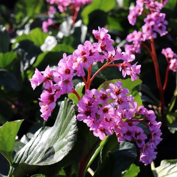 Bergenia x schmidtii