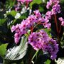 Bergenia x schmidtii