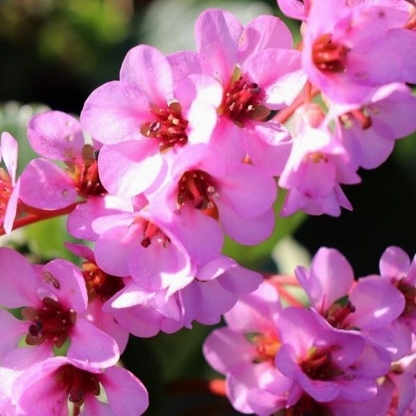 Bergenia x schmidtii