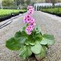 Bergenia x schmidtii