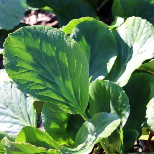 Bergenia x schmidtii