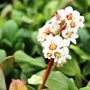 Bergenia cordifolia 'Bressingham White'