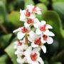 Bergenia cordifolia 'Bressingham White'