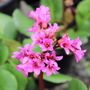 Bergenia cordifolia 'Shoeshine Rose'