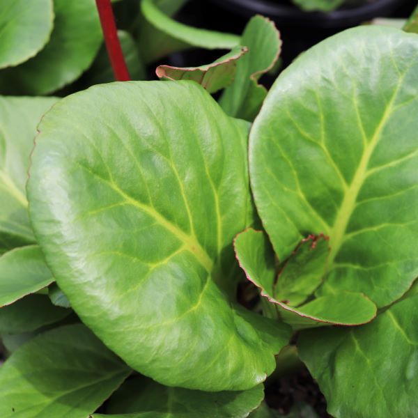 Bergenia cordifolia 'Shoeshine Rose'