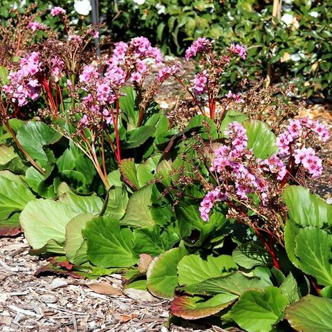 Bergenia Cordifolia Rubra Warners Nurseries
