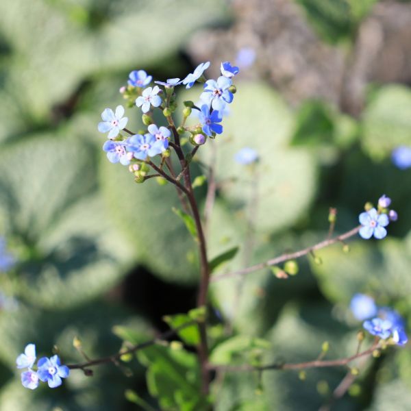 Brunnera macrophylla 'Alexanders Great'