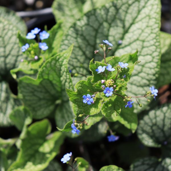 Brunnera macrophylla 'Alexanders Great'