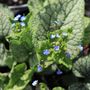 Brunnera macrophylla 'Alexanders Great'
