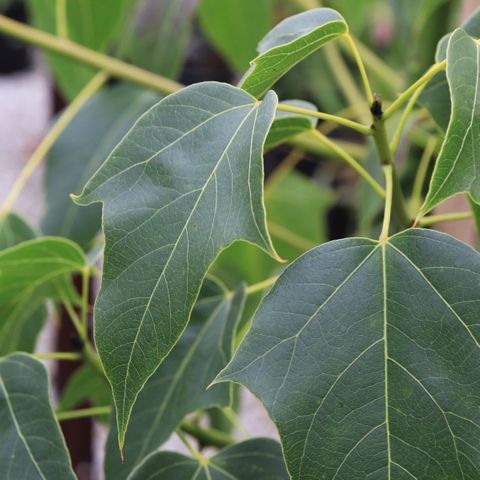 Brachychiton x 'Magenta Bells' pbr