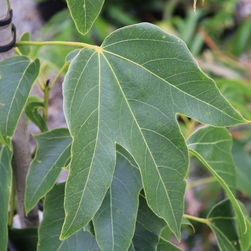 Brachychiton x 'Magenta Bells' pbr