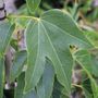 Brachychiton x 'Magenta Bells' pbr