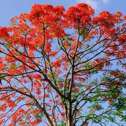Brachychiton x acerifolius