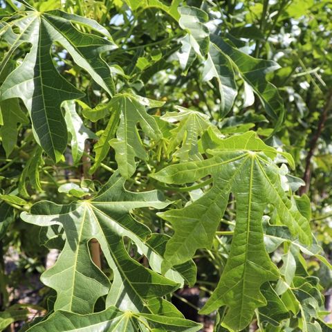 Brachychiton x acerifolius