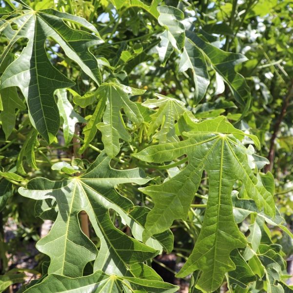 Brachychiton x acerifolius